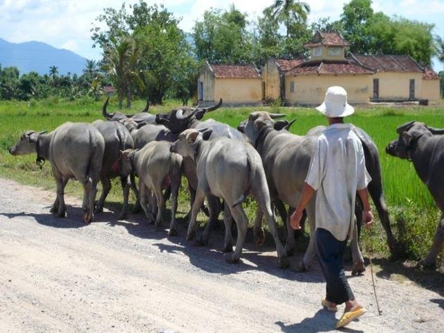 Nha trang countryside tour by car