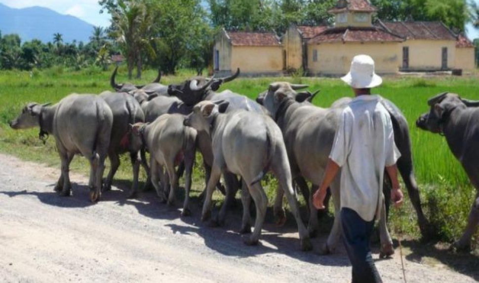 Nha trang countryside tour by car