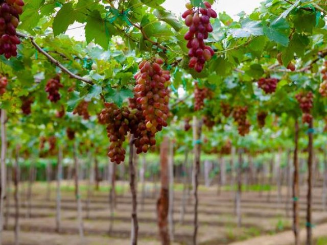 Full day Rai Cave - Vinh Hy bay - Vineyard - Sheep farm from Nha Trang