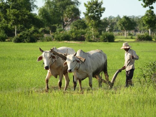Half Day Tour in Siem Reap -Visit Tonle Sap Lake